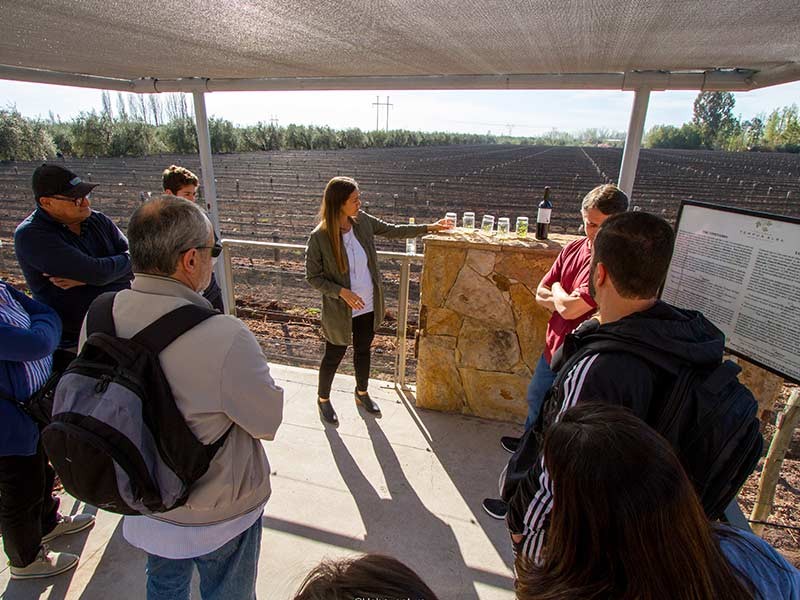 MENDOZA VINO Y OLIVA FD SIB